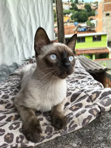 Doa-se Gato