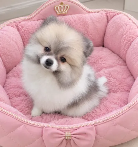 Lulu da Pomerânia filhotes