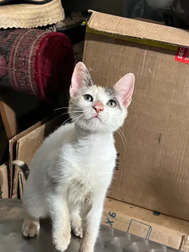 Gatinha fêmea para adoção responsável