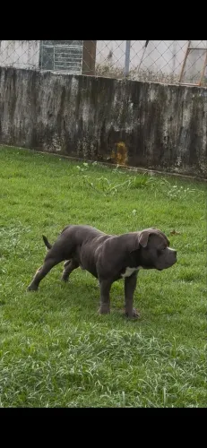 American Bully Pocket 