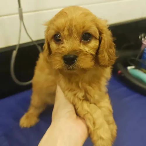 Filhote de Cavapoo macho, cor Fulvo, belíssimo