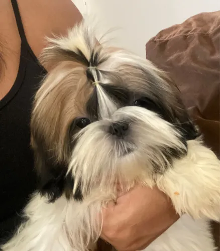Shihtzu 