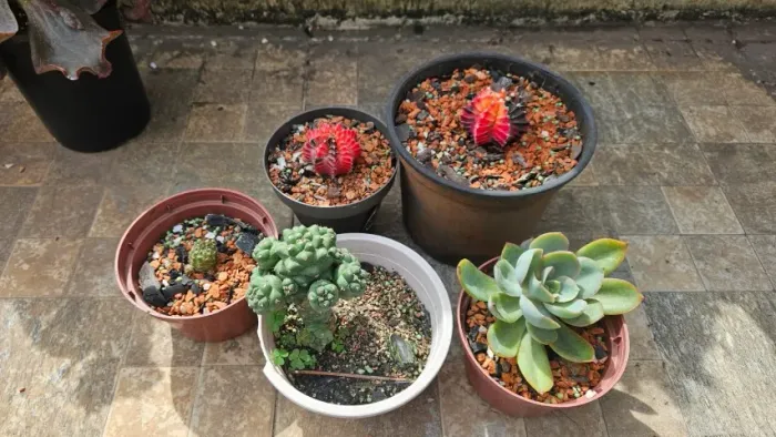 Conjunto Mix 5 Cactos e Suculentas  Gymnocalycium Lobivia Monadenium Echeveria