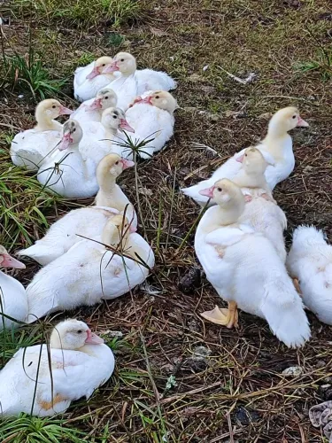 Patos filhotes branco 