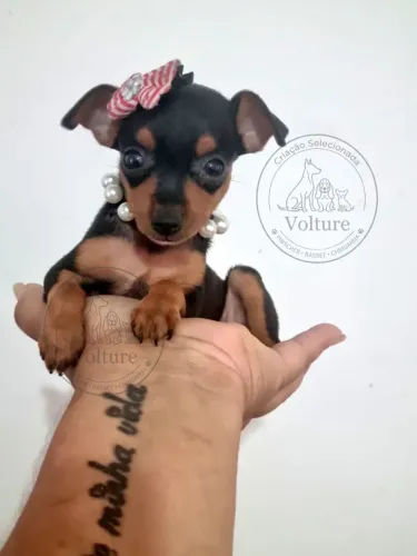 Pinscher zerinhos vacinados e com contrato