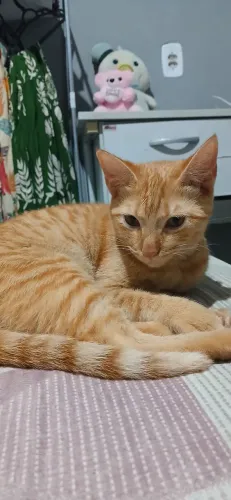 Doação de gata pago a ração todo mês