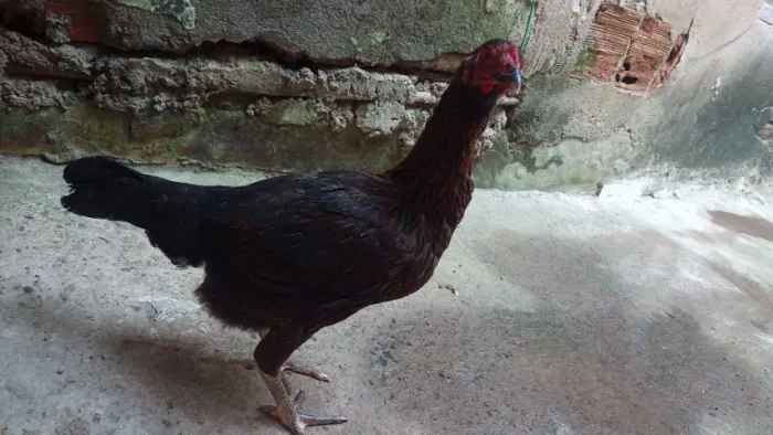Franga caipira