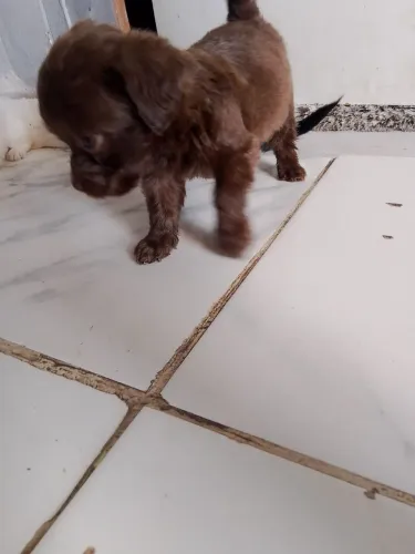 Vende,se filhotes de poodle toy