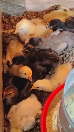 Vende-se 14 pintinhos de caipirão poedeiras com 15 dias r$ 150