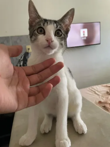 GATO (4 meses) PARA ADOÇÃO