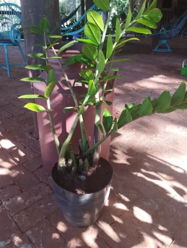 Muda de Zamioculca