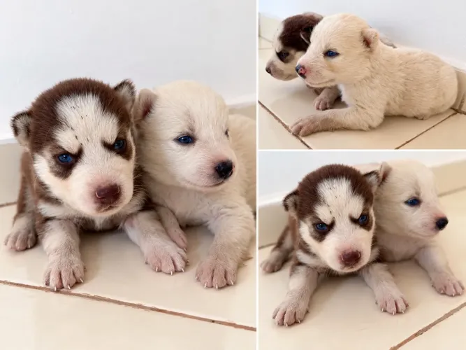 Vende-se filhote Rusky Siberiano
