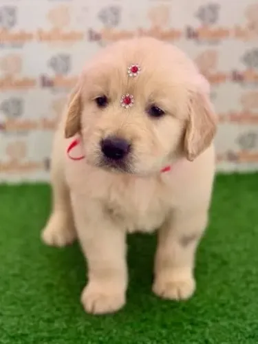 Golden retriever Para amantes do carinho