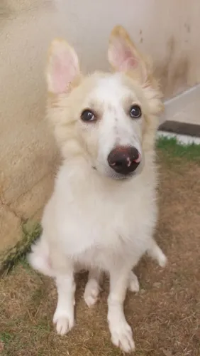 Cachorro Border Collie