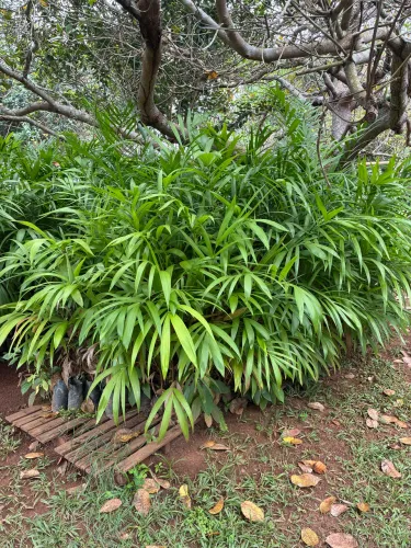 Muda Açaí BRS Pai d?égua