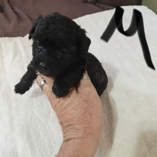 Poodle com Shitzu 