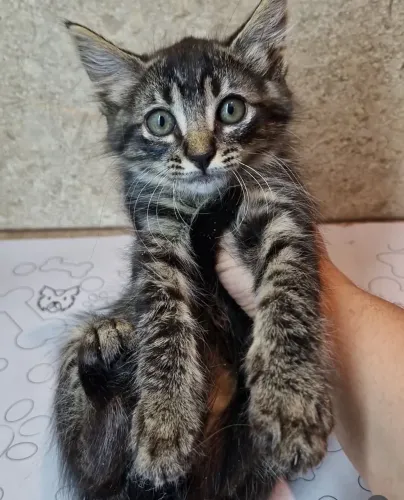 Gatinho para adoção responsável