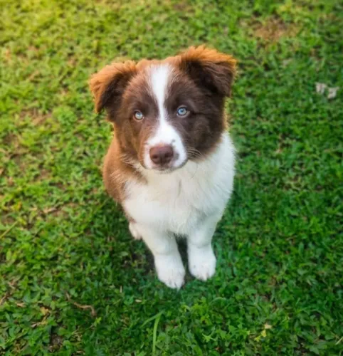 Filhote de Border Collie Puro