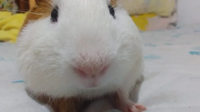 Porquinho da índia 