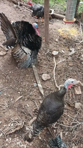Casal de Perú Disponível para Venda