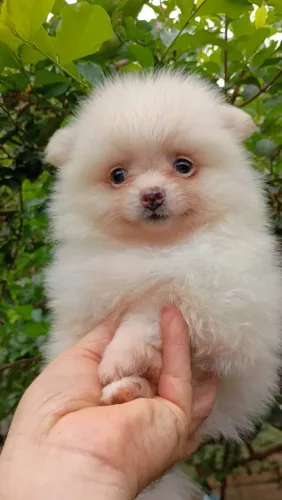 Lulu da pomerania fêmea
