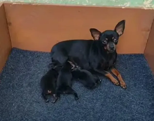 Filhotes de pinscher