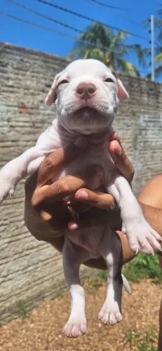 Venda de filhotes de pitbull