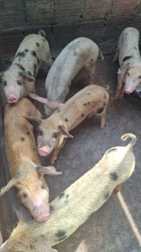Porquinhos  avenda