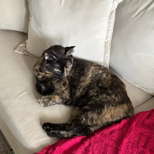 Gata castrada para adoção 