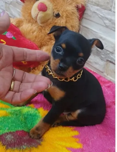 Pinscher macho lindo e saudavel