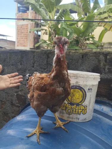 Casal de galinha GSB 