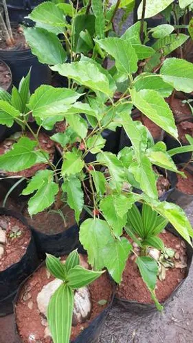 Amora gigante produzindo 62 - *