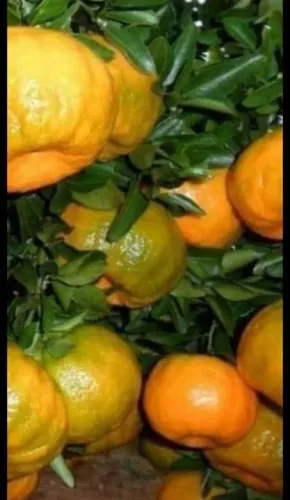 Mudas de Laranja Doce - Produção Abundante enxertadas vaso e jardim e sítio.
