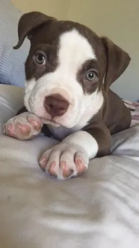 Filhote de Pitbull olhos verdes 