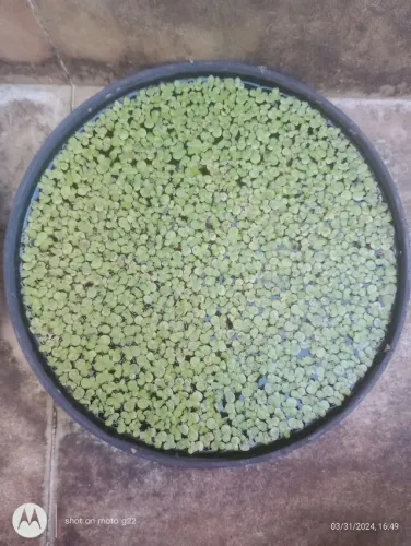 Mais de 100 mudas de Lentilhas d'água (Lemna sp.), planta aquática flutuante.