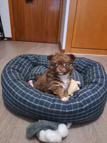 Chihuahua Bolinhas de Pelo Cheias de Amor