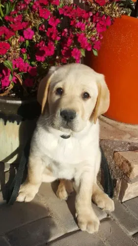 Filhotes de Labrador ama viajar e sentir o vento na cara