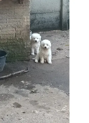 Pastor Maremano Abruzes