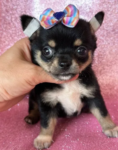 Chihuahua fêmea Pêlo curto Preto, branco e castanho 