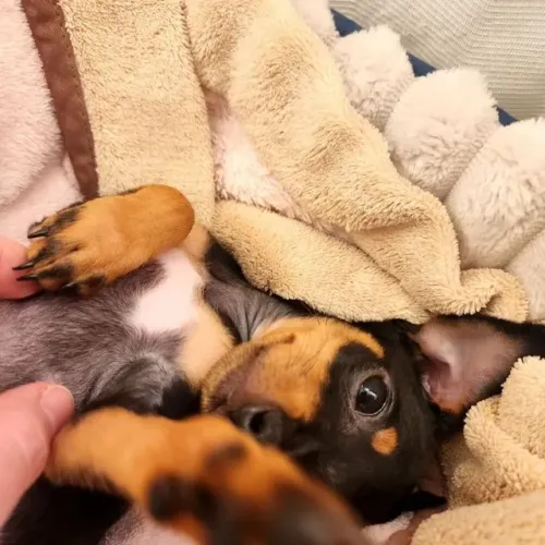 Pinscher Leal Raça Pura