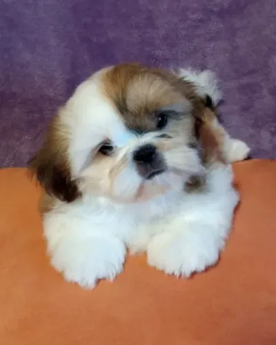 Shih-Tzu Mini Caramelo e Branco Fêmea - Doçura em Forma de Filhote! 