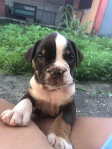 filhote buldogue campeiro