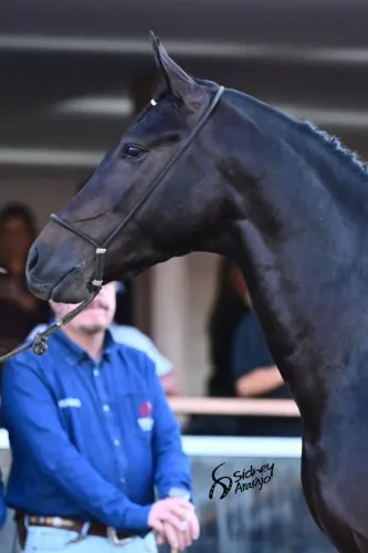Cobertura Cavalo Preto Marcha Picada