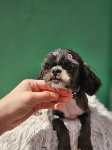 Fêmea de Shih tzu