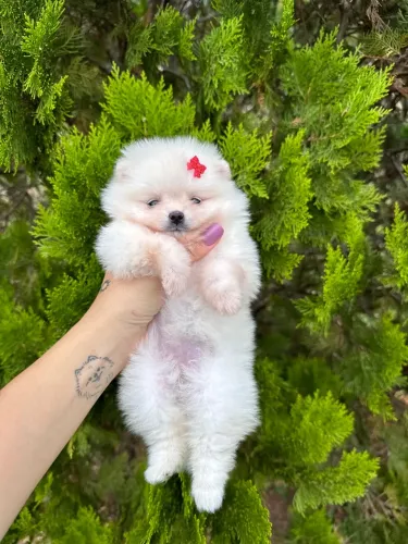 Filhote de Spitz Alemão - fêmea branca / pedigree