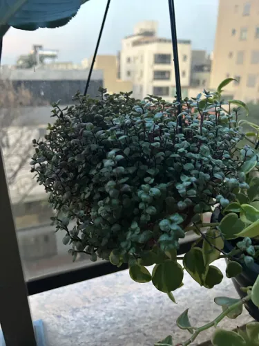 Planta dinheiro em penca roxo Tostão 