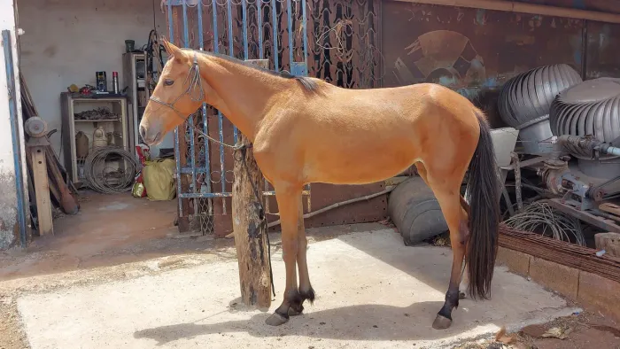 Égua Marcha batida - Marchadeira (LEIA O ANÚNCIO ANTES DE CHAMAR!!!)