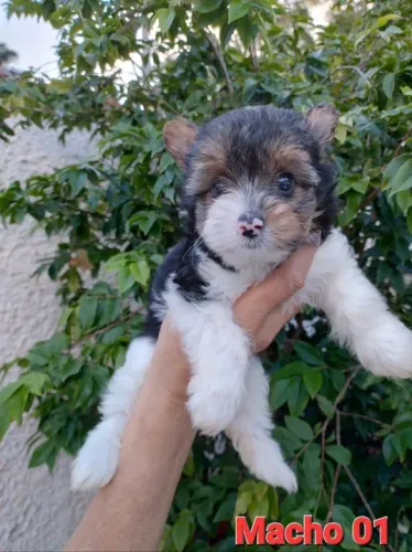 Biewer Terrier Pequena Fêmea Delicada e Afetuosa
