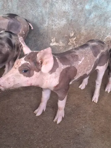 Leitão da raça Pietran 