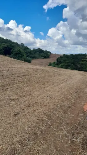 Fazenda para arrendar plantiu 140 alqueiro
